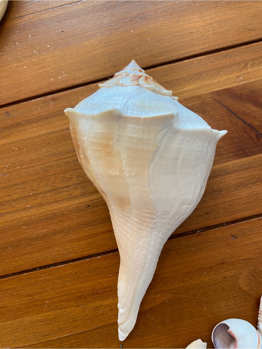 Seashell bundle - Picture 4 of 8